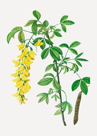Vintage common laburnum flowering plant vector