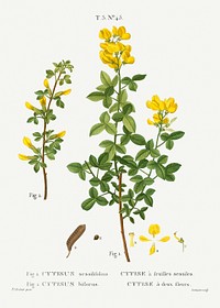 Common cytisus, Cytisus biflorusfrom Trait&eacute; des Arbres et Arbustes que l&rsquo;on cultive en France en pleine terre (1801&ndash;1819) by <a href="https://www.rawpixel.com/search/Redout%C3%A9?sort=curated&amp;page=1">Pierre-Joseph Redout&eacute;</a>. Original from the New York Public Library. Digitally enhanced by rawpixel.