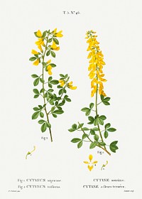 Black broom, Cytisus nigricans and hairy broom, Cytisus triflorusfrom Trait&eacute; des Arbres et Arbustes que l&rsquo;on cultive en France en pleine terre (1801&ndash;1819) by <a href="https://www.rawpixel.com/search/Redout%C3%A9?sort=curated&amp;page=1">Pierre-Joseph Redout&eacute;</a>. Original from the New York Public Library. Digitally enhanced by rawpixel.