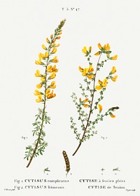 Cytisus complicatus and cytisus telonensis (1801&ndash;1819) from Trait&eacute; des Arbres et Arbustes que l&#39;on cultive en France en pleine terre by <a href="https://www.rawpixel.com/search/Redout%C3%A9?sort=curated&amp;page=1">Pierre-Joseph Redout&eacute;</a>. Original from the British Library. Digitally enhanced by rawpixel.
