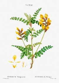 Cytisus Wolgaricus (Cytise du Wolga) from Trait&eacute; des Arbres et Arbustes que l&rsquo;on cultive en France en pleine terre (1801&ndash;1819) by <a href="https://www.rawpixel.com/search/Redout%C3%A9?sort=curated&amp;page=1">Pierre-Joseph Redout&eacute;</a>. Original from the New York Public Library. Digitally enhanced by rawpixel.