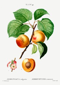 Apricon (Armeniaca vulgaris) from Trait&eacute; des Arbres et Arbustes que l&rsquo;on cultive en France en pleine terre (1801&ndash;1819) by <a href="https://www.rawpixel.com/search/Redout%C3%A9?sort=curated&amp;page=1">Pierre-Joseph Redout&eacute;</a>. Original from the New York Public Library. Digitally enhanced by rawpixel.