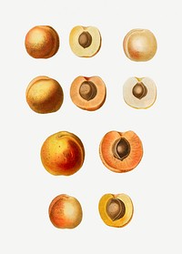 Various apricot fruits set illustration