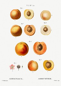 Apricot (Armeniaca) from Trait&eacute; des Arbres et Arbustes que l&rsquo;on cultive en France en pleine terre (1801&ndash;1819) by <a href="https://www.rawpixel.com/search/Redout%C3%A9?sort=curated&amp;page=1">Pierre-Joseph Redout&eacute;</a>. Original from the New York Public Library. Digitally enhanced by rawpixel.