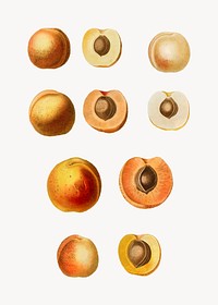 Vintage apricot fruits set plant vector