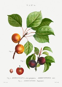 Apricot, Abricotier angoumoisfrom Trait&eacute; des Arbres et Arbustes que l&rsquo;on cultive en France en pleine terre (1801&ndash;1819) by <a href="https://www.rawpixel.com/search/Redout%C3%A9?sort=curated&amp;page=1">Pierre-Joseph Redout&eacute;</a>. Original from the New York Public Library. Digitally enhanced by rawpixel.