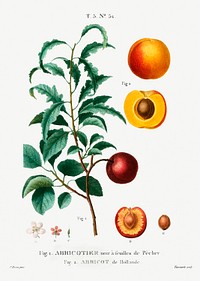 Inside part of apricot. Apricot from Holland (Abricot de Hollande) from Trait&eacute; des Arbres et Arbustes que l&rsquo;on cultive en France en pleine terre (1801&ndash;1819) by <a href="https://www.rawpixel.com/search/Redout%C3%A9?sort=curated&amp;page=1">Pierre-Joseph Redout&eacute;</a>. Original from the New York Public Library. Digitally enhanced by rawpixel.