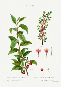 Cherry, Prunus prostratafrom Trait&eacute; des Arbres et Arbustes que l&rsquo;on cultive en France en pleine terre (1801&ndash;1819) by <a href="https://www.rawpixel.com/search/Redout%C3%A9?sort=curated&amp;page=1">Pierre-Joseph Redout&eacute;</a>. Original from the New York Public Library. Digitally enhanced by rawpixel.