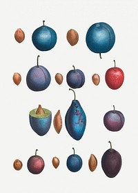 Vintage plum stages plant illustration