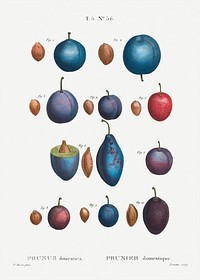 Common plums, Prunus domesticafrom Trait&eacute; des Arbres et Arbustes que l&rsquo;on cultive en France en pleine terre (1801&ndash;1819) by <a href="https://www.rawpixel.com/search/Redout%C3%A9?sort=curated&amp;page=1">Pierre-Joseph Redout&eacute;</a>. Original from the New York Public Library. Digitally enhanced by rawpixel.