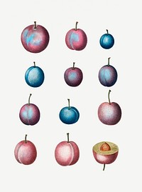 Common plum fruits set illustration