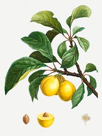 Vintage ripe plums on a branch illustration