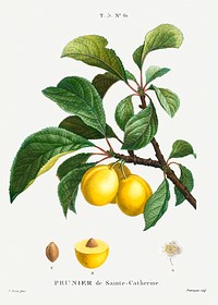Plum (Prunier de Sainte-Catherine) from Trait&eacute; des Arbres et Arbustes que l&rsquo;on cultive en France en pleine terre (1801&ndash;1819) by <a href="https://www.rawpixel.com/search/Redout%C3%A9?sort=curated&amp;page=1">Pierre-Joseph Redout&eacute;</a>. Original from the New York Public Library. Digitally enhanced by rawpixel.