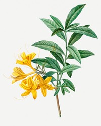 Vintage blooming yellow Azalea illustration