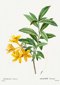 Yellow azalea from Trait&eacute; des Arbres et Arbustes que l&rsquo;on cultive en France en pleine terre (1801&ndash;1819) by <a href="https://www.rawpixel.com/search/Redout%C3%A9?sort=curated&amp;page=1">Pierre-Joseph Redout&eacute;</a>. Original from the New York Public Library. Digitally enhanced by rawpixel.
