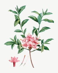 Vintage blooming pink Azalea vector