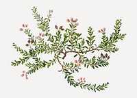 Vintage alpine azalea branch plant vector