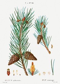 Scots pine (Pinus sylvestris) from Trait&eacute; des Arbres et Arbustes que l&rsquo;on cultive en France en pleine terre (1801&ndash;1819) by Pierre-Joseph Redout&eacute;. Original from the New York Public Library. Digitally enhanced by rawpixel.