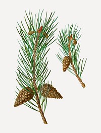 Vintage Scots pine conifer cone vector