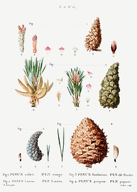 1. Red pine (Pinus rubra) 2. Black pine (Pinus Laricio) 3. Jack pine (Pinus Banksiana) 4. Mountain pine (Pinus pungens) from Trait&eacute; des Arbres et Arbustes que l&rsquo;on cultive en France en pleine terre (1801&ndash;1819) by <a href="https://www.rawpixel.com/search/Redout%C3%A9?sort=curated&amp;page=1">Pierre-Joseph Redout&eacute;</a>.