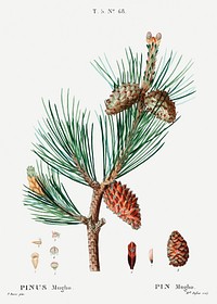 Creeping pine (Pinus mugho) from Trait&eacute; des Arbres et Arbustes que l&rsquo;on cultive en France en pleine terre (1801&ndash;1819) by <a href="https://www.rawpixel.com/search/Redout%C3%A9?sort=curated&amp;page=1">Pierre-Joseph Redout&eacute;</a>. Original from the New York Public Library. Digitally enhanced by rawpixel.