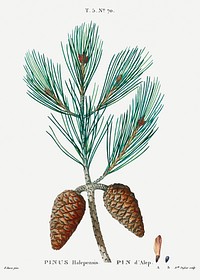 Aleppo pine (Pinus halepensis) from Trait&eacute; des Arbres et Arbustes que l&rsquo;on cultive en France en pleine terre (1801&ndash;1819) by <a href="https://www.rawpixel.com/search/Redout%C3%A9?sort=curated&amp;page=1">Pierre-Joseph Redout&eacute;</a>. Original from the New York Public Library. Digitally enhanced by rawpixel.