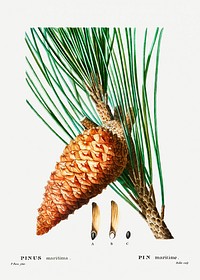 An enlarged picture of maritime pine (Pinus maritima) from Trait&eacute; des Arbres et Arbustes que l&rsquo;on cultive en France en pleine terre (1801&ndash;1819) by <a href="https://www.rawpixel.com/search/Redout%C3%A9?sort=curated&amp;page=1">Pierre-Joseph Redout&eacute;</a>. Original from the New York Public Library. Digitally enhanced by rawpixel.
