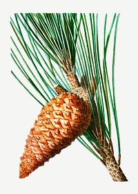 Vintage Maritime pine cone vector