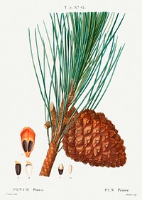 Stone pine (Pinus pinea) from Trait&eacute; des Arbres et Arbustes que l&rsquo;on cultive en France en pleine terre (1801&ndash;1819) by <a href="https://www.rawpixel.com/search/Redout%C3%A9?sort=curated&amp;page=1">Pierre-Joseph Redout&eacute;</a>. Original from the New York Public Library. Digitally enhanced by rawpixel.