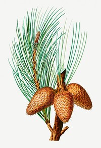 Vintage pitch pine cones illustration