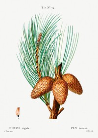 Pitch pine (Pinus rigida) from Trait&eacute; des Arbres et Arbustes que l&rsquo;on cultive en France en pleine terre (1801&ndash;1819) by <a href="https://www.rawpixel.com/search/Redout%C3%A9?sort=curated&amp;page=1">Pierre-Joseph Redout&eacute;</a>. Original from the New York Public Library. Digitally enhanced by rawpixel.