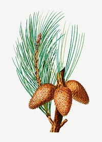 Vintage pitch pine cones vector