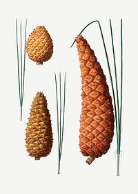 Various conifer cones set illustration
