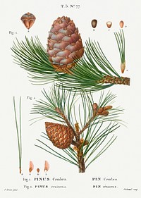 Swiss pine, Pinus cembra and Red pine, Pinus resinosafrom Trait&eacute; des Arbres et Arbustes que l&rsquo;on cultive en France en pleine terre (1801&ndash;1819) by <a href="https://www.rawpixel.com/search/Redout%C3%A9?sort=curated&amp;page=1">Pierre-Joseph Redout&eacute;</a>. Original from the New York Public Library. Digitally enhanced by rawpixel.