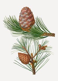 Vintage conifer cones branch plant vector