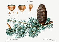 Cedar of Lebanon (Abies cedrus) from Trait&eacute; des Arbres et Arbustes que l&rsquo;on cultive en France en pleine terre (1801&ndash;1819) by <a href="https://www.rawpixel.com/search/Redout%C3%A9?sort=curated&amp;page=1">Pierre-Joseph Redout&eacute;</a>. Original from the New York Public Library. Digitally enhanced by rawpixel.