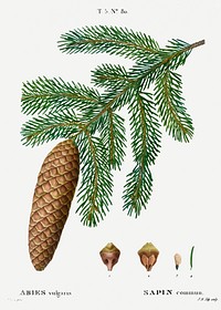 Norway spruce, Abies vulgaris from Trait&eacute; des Arbres et Arbustes que l&rsquo;on cultive en France en pleine terre (1801&ndash;1819) by <a href="https://www.rawpixel.com/search/Redout%C3%A9?sort=curated&amp;page=1">Pierre-Joseph Redout&eacute;</a>. Original from the New York Public Library. Digitally enhanced by rawpixel.