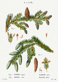 Black spruce, Abies nigra and Silver fir, Abies alba from Trait&eacute; des Arbres et Arbustes que l&rsquo;on cultive en France en pleine terre (1801&ndash;1819) by <a href="https://www.rawpixel.com/search/Redout%C3%A9?sort=curated&amp;page=1">Pierre-Joseph Redout&eacute;</a>. Original from the New York Public Library. Digitally enhanced by rawpixel.