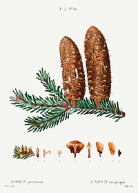 Silver fir (Abies pectinata) from Trait&eacute; des Arbres et Arbustes que l&rsquo;on cultive en France en pleine terre (1801&ndash;1819) by <a href="https://www.rawpixel.com/search/Redout%C3%A9?sort=curated&amp;page=1">Pierre-Joseph Redout&eacute;</a>. Original from the New York Public Library. Digitally enhanced by rawpixel.