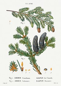Eastern hemlock, Abies Canadensis and Balsam fir, Abies balsamea from Trait&eacute; des Arbres et Arbustes que l&rsquo;on cultive en France en pleine terre (1801&ndash;1819) by <a href="https://www.rawpixel.com/search/Redout%C3%A9?sort=curated&amp;page=1">Pierre-Joseph Redout&eacute;</a>. Original from the New York Public Library. Digitally enhanced by rawpixel.