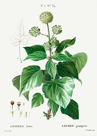 Common ivy (Hedera helix) from Trait&eacute; des Arbres et Arbustes que l&rsquo;on cultive en France en pleine terre (1801&ndash;1819) by <a href="https://www.rawpixel.com/search/Redout%C3%A9?sort=curated&amp;page=1">Pierre-Joseph Redout&eacute;</a>. Original from the New York Public Library. Digitally enhanced by rawpixel.