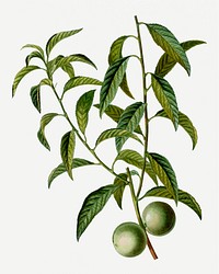 Vintage peach branch plant illustration