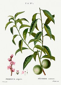 Peach, Persica vulgaris from Trait&eacute; des Arbres et Arbustes que l&rsquo;on cultive en France en pleine terre (1801&ndash;1819) by <a href="https://www.rawpixel.com/search/Redout%C3%A9?sort=curated&amp;page=1">Pierre-Joseph Redout&eacute;</a>. Original from the New York Public Library. Digitally enhanced by rawpixel.