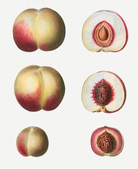 Vintage peach stages branch plant illustration