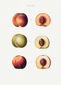 Peaches, Persica vulgaris from Trait&eacute; des Arbres et Arbustes que l&rsquo;on cultive en France en pleine terre (1801&ndash;1819) by <a href="https://www.rawpixel.com/search/Redout%C3%A9?sort=curated&amp;page=1">Pierre-Joseph Redout&eacute;</a>. Original from the New York Public Library. Digitally enhanced by rawpixel.