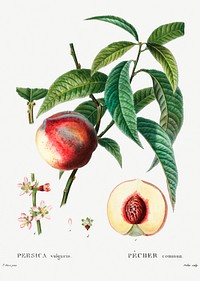 Peach (Persica vulgaris) from Trait&eacute; des Arbres et Arbustes que l&rsquo;on cultive en France en pleine terre (1801&ndash;1819) by <a href="https://www.rawpixel.com/search/Redout%C3%A9?sort=curated&amp;page=1">Pierre-Joseph Redout&eacute;</a>. Original from the New York Public Library. Digitally enhanced by rawpixel.