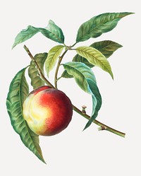 Vintage peach on a branch vector