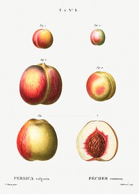 Peach (Persica vulgaris) from Trait&eacute; des Arbres et Arbustes que l&rsquo;on cultive en France en pleine terre (1801&ndash;1819) by <a href="https://www.rawpixel.com/search/Redout%C3%A9?sort=curated&amp;page=1">Pierre-Joseph Redout&eacute;</a>. Original from the New York Public Library. Digitally enhanced by rawpixel.