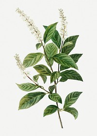 Vintage Virginia sweetspire branch plant illustration
