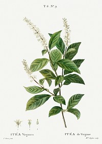 Virginia sweetspire, Itea virginica from Trait&eacute; des Arbres et Arbustes que l&rsquo;on cultive en France en pleine terre (1801&ndash;1819) by <a href="https://www.rawpixel.com/search/Redout%C3%A9?sort=curated&amp;page=1">Pierre-Joseph Redout&eacute;</a>. Original from the New York Public Library. Digitally enhanced by rawpixel.